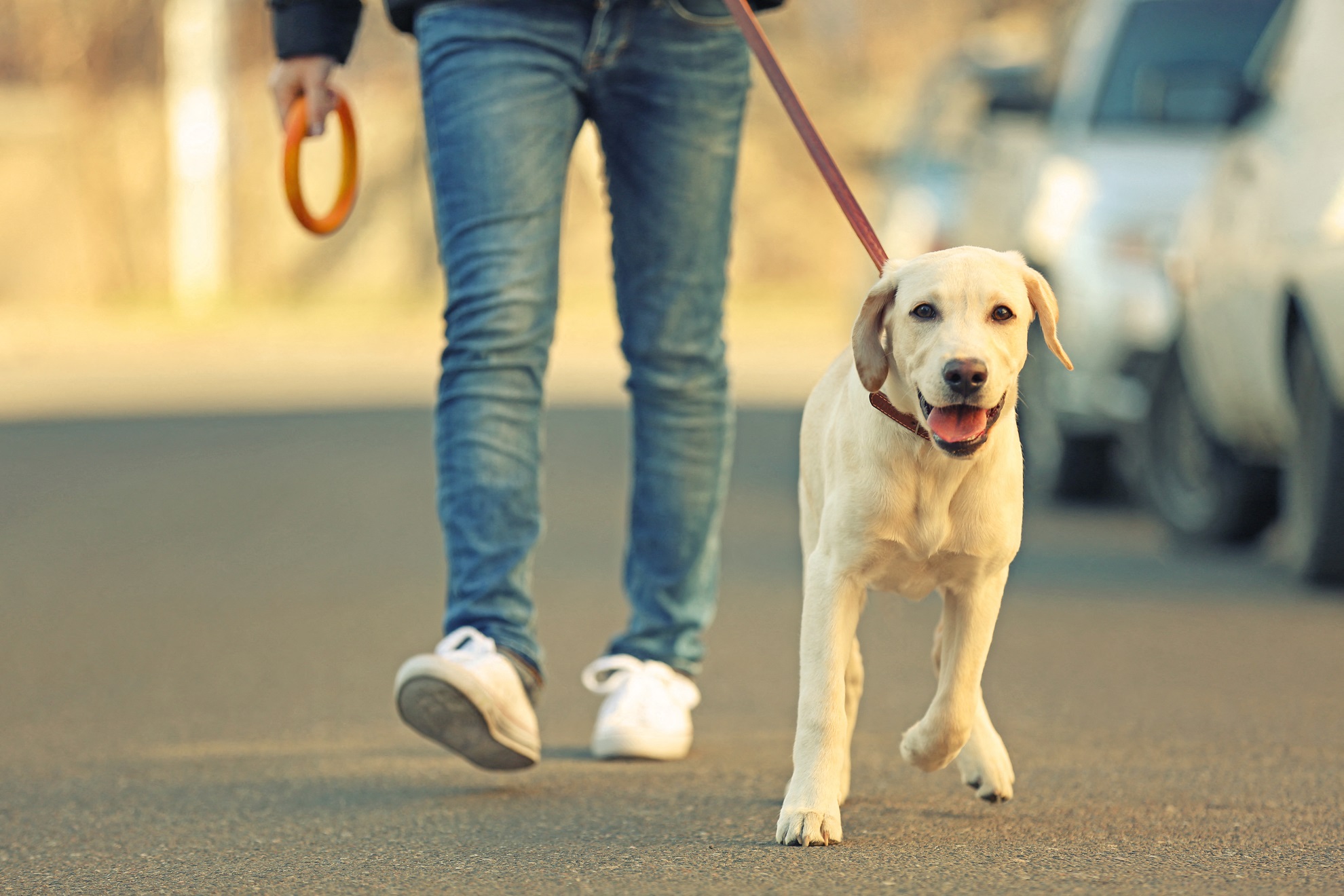 A person walking a dog on a leash.