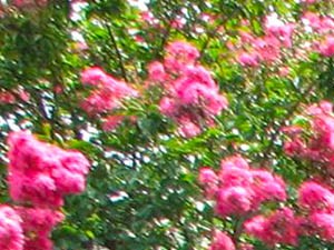 Rent Cheap Apartments In Concord Nc From 645 Rentcaf 233