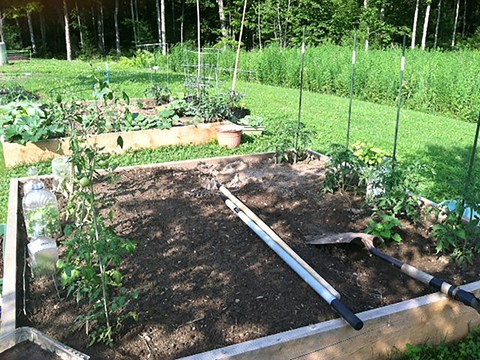 A garden with a lot of vegetables growing in it.