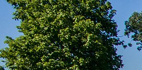 Walnut Grove Apartments 1602 Clover Street Louisville Ky Café Welcome To Walnut Grove Apartments