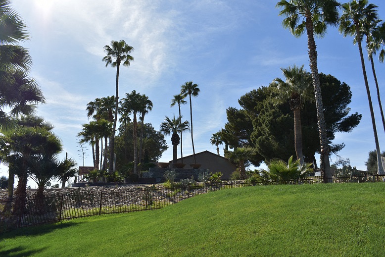 a yard with palm trees and a house