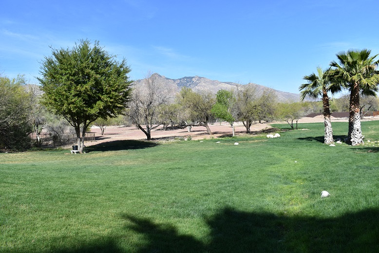 a grassy field with palm trees and mountains in the background