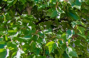 Jade Garden Apartments Apartments In Chicago Il