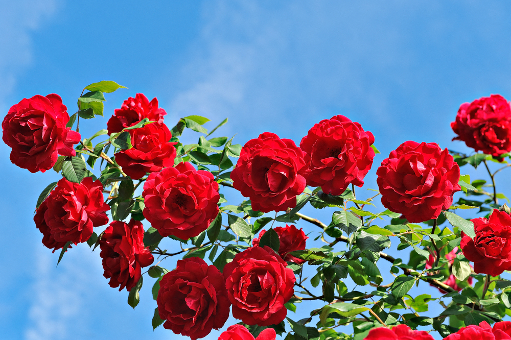 Home Newark Rose Garden