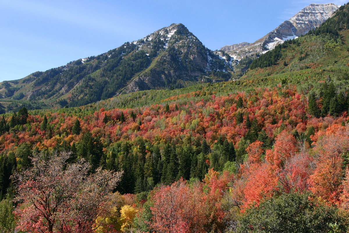 a view of the mountains and trees in the autumn