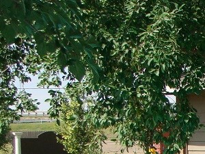 South Plains Apartments 5520 58th Street Lubbock Tx