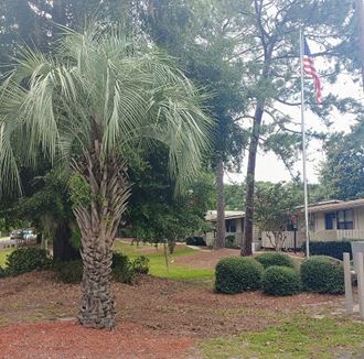 a palm tree in a yard next to a flag