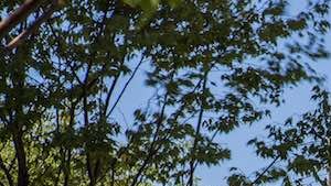 Pet Friendly Apartments For Rent Vienna Va Pet Friendly Apartments For Rent Vienna Va