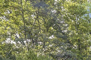 Gardens Gardens - Photo Gallery