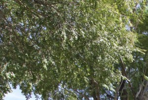 Photos And Video Of Gila Springs Apartments In Chandler Az