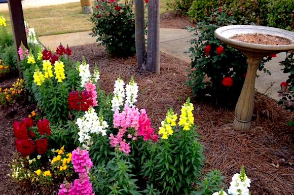 colorful spring flowers and birdbath near the office