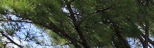 Photos And Video Of Whisper Lake In Winter Park Fl