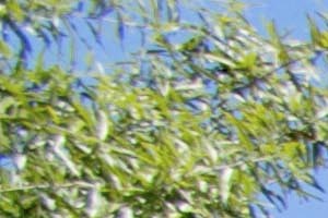 Photos And Video Of Whispering Pines Ranch In The