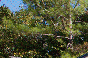 Willow Creek Apartments In Colmbus Ga