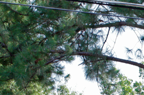 The Woods At Ridgeway Apartments In Memphis Tn