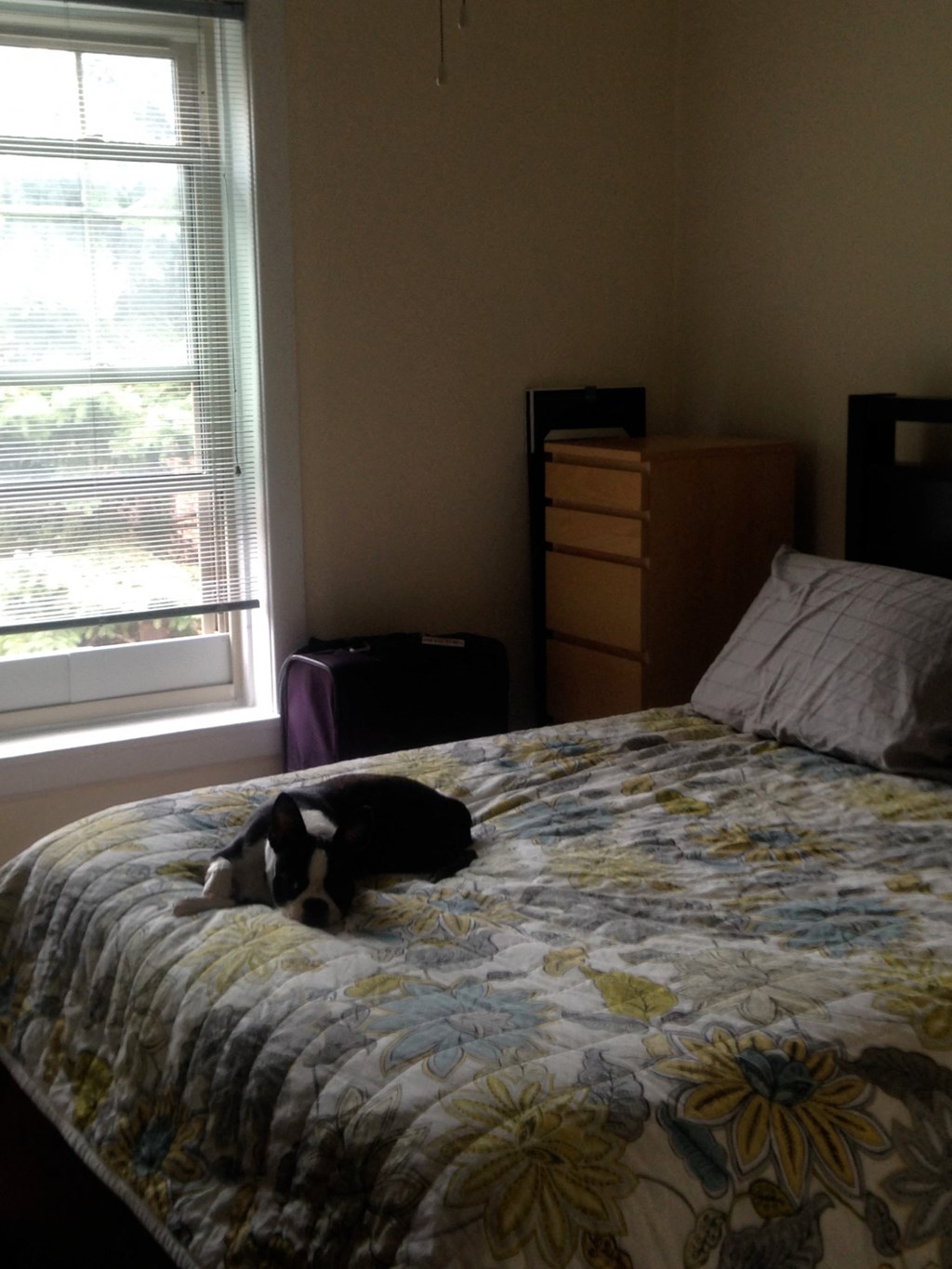 a cat laying on a bed in a bedroom