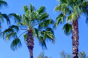 2 Bedroom Apartments For Rent In Casa Grande Az Rentcaf 233