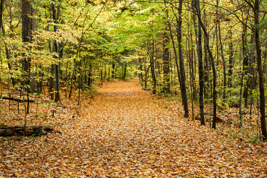 Brompton House Landscapes