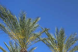 San Fernando Apartments Apartments In Mesa Az