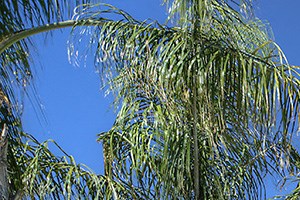 San Fernando Apartments Apartments In Mesa Az