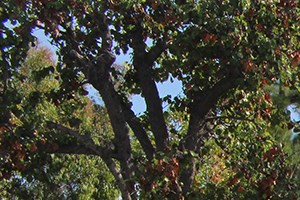 2 Bed 1 Bath - 1428 Knott