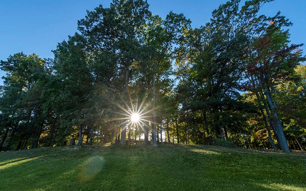 the sun shining through the trees in a park