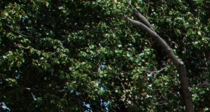 Designer Bag Preston Road Plano Tx Scale