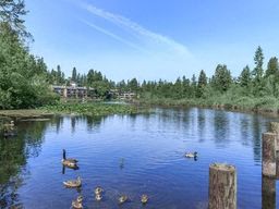 a group of ducks swimming in a lake