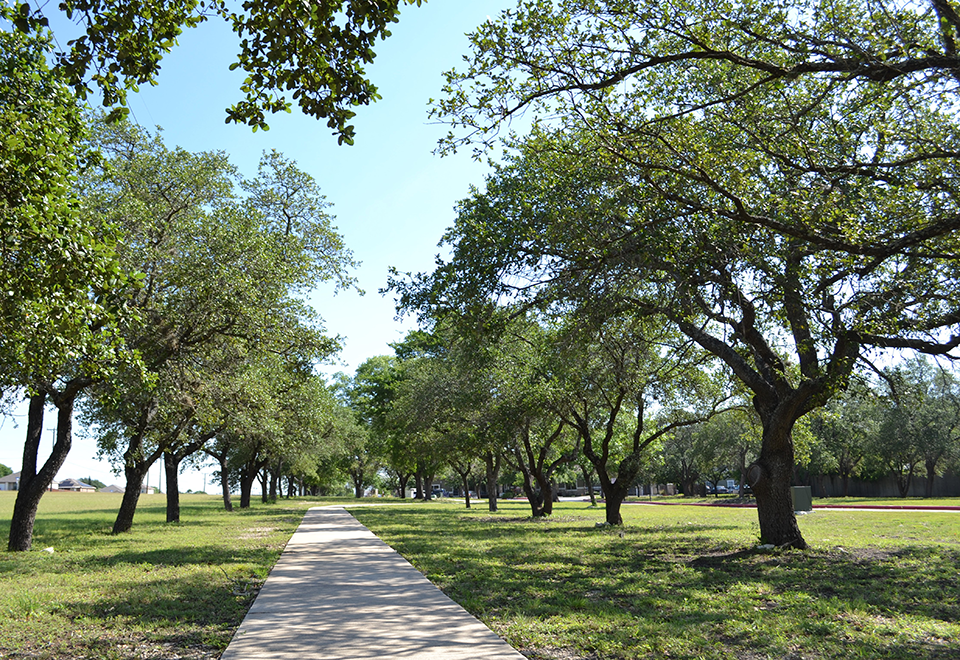 a path through a park with trees and grass