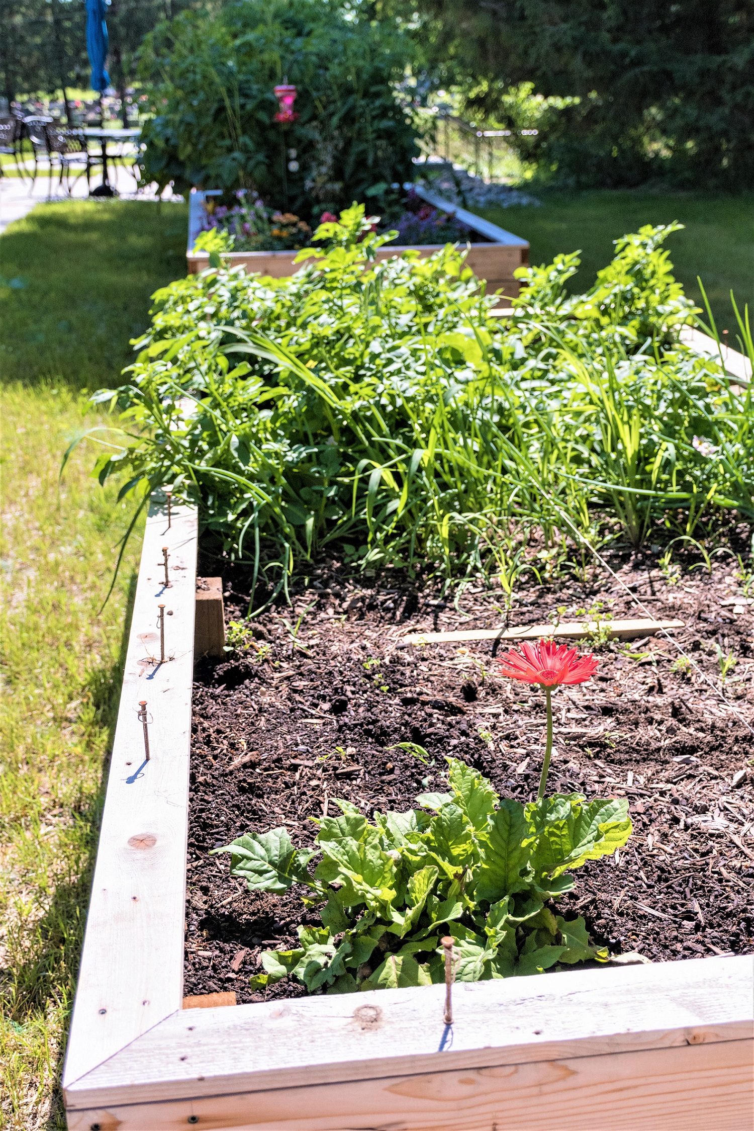 Raised Garden Beds