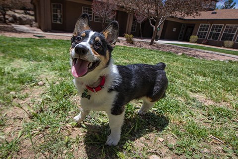 a dog standing in the grass in front of a house