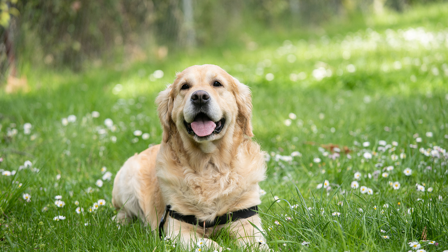 a golden retriever dog laying in the grass
