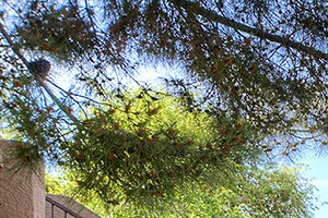San Remo Apartments 5755 N 59th Ave Glendale Az