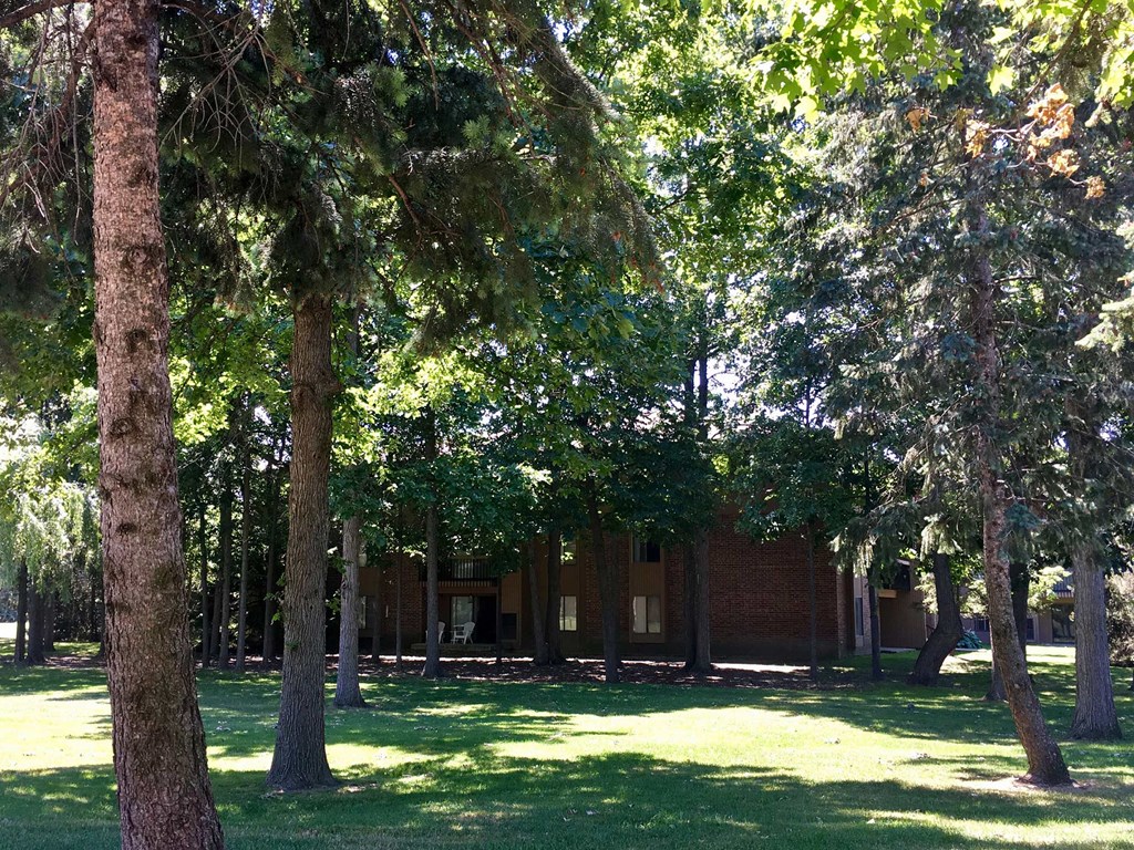 a group of trees in front of a building