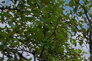 Apartments in Westland, MI | Woodland Villa