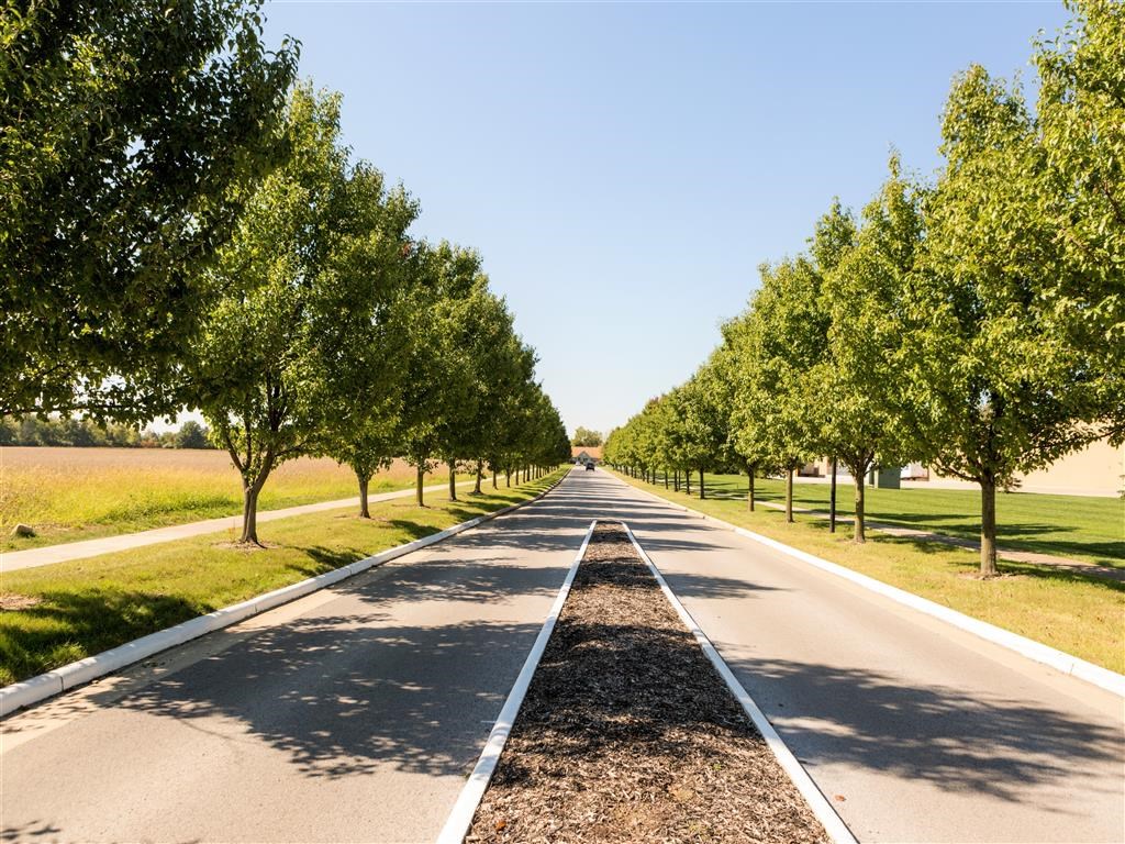 a tree lined road with trees on both sides