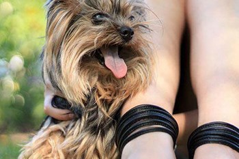 Pet Spa Center at The Benjamin Seaport Residences, Boston, MA, 02210 - Photo Gallery 16