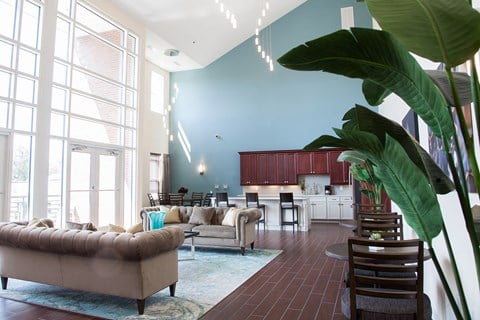 a living room with couches and a kitchen with a large plant