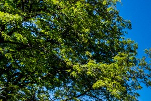 4820 S Michigan Ave | Apartments in Chicago, IL | Pangea