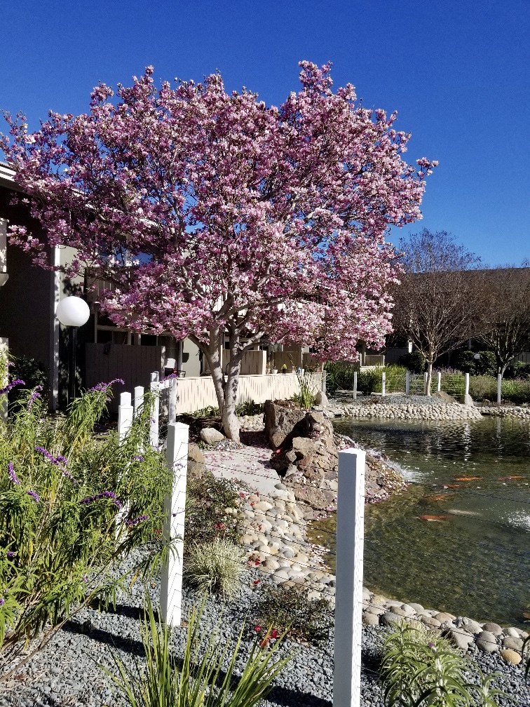 Magnolia tree blooming by ponds