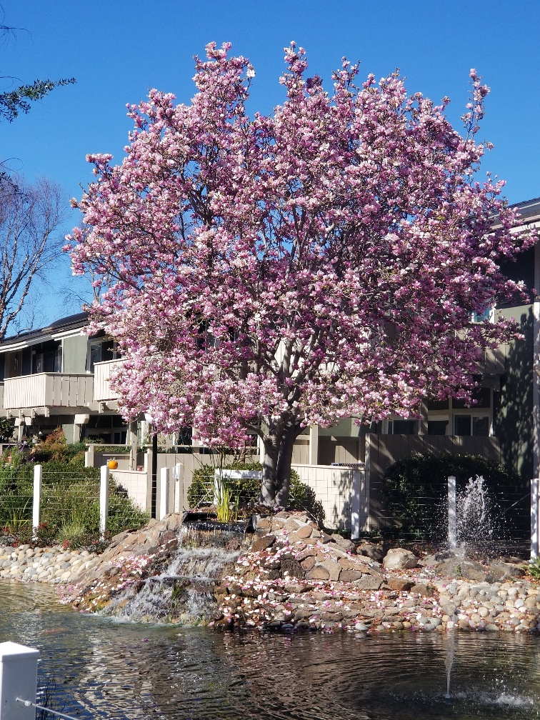 Magnolia tree blooming by main pond