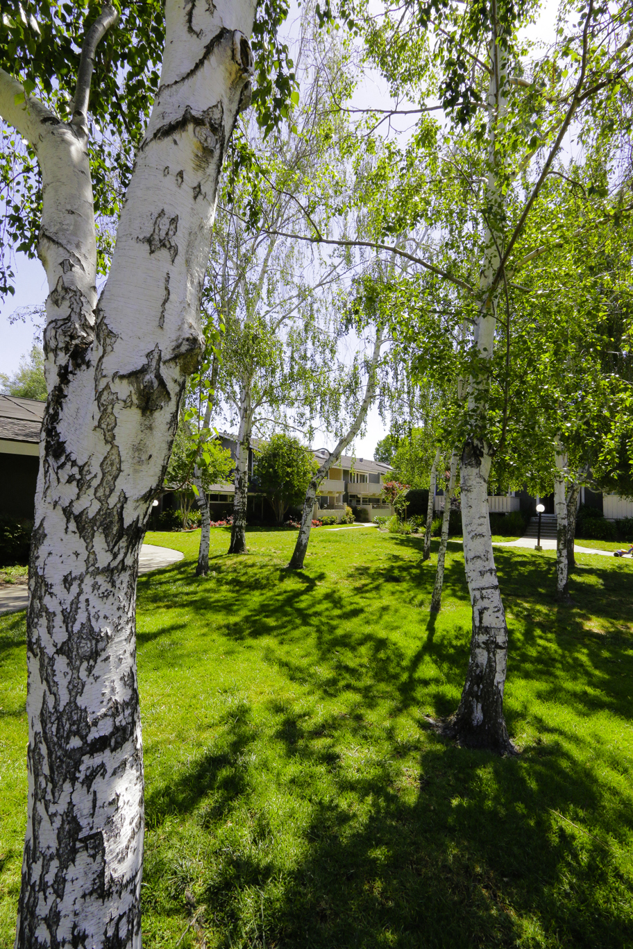 Aspen trees in main lawn