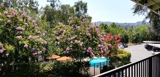 a view of a swimming pool from a balcony with a flowering tree