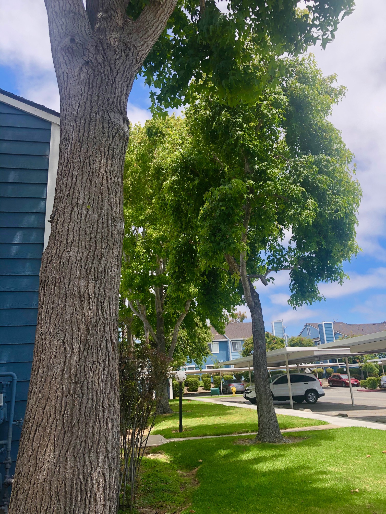 Property  Trees View