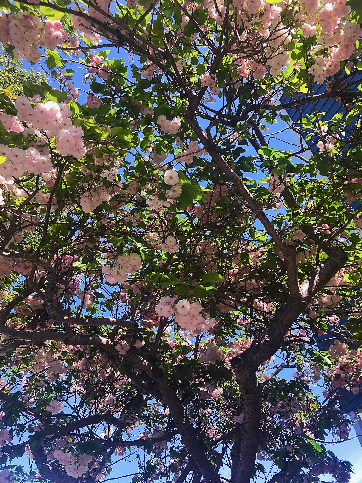 Tree in Bloom