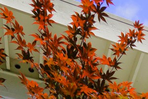 Olivewood Apartments In Sunnyvale Ca