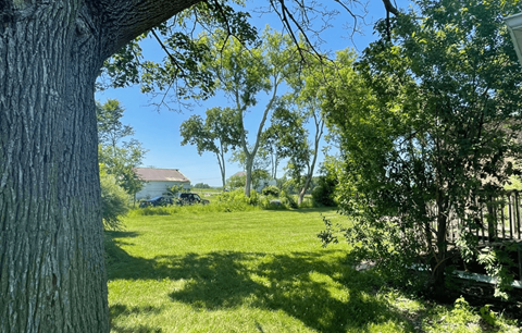 a view of the yard from behind a tree