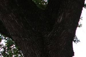 Northgate Townhomes 1222 N 31st Street Council Bluffs Ia Rentcafe