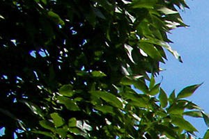 Photos and Video of Willowbrook Senior Apartments* in Ashtabula, OH