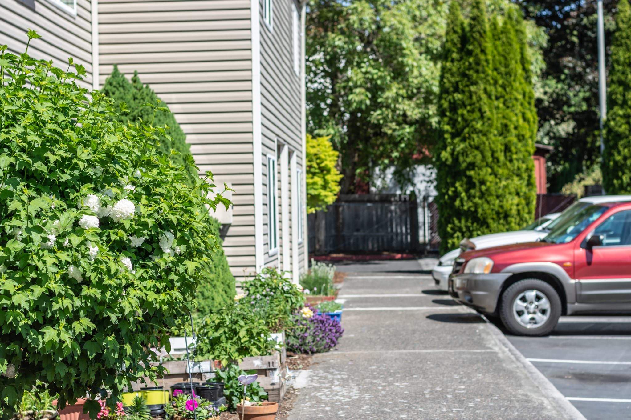 Landscaping and parking